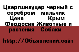 Цвергшнауцер черный с серебром - мальчик › Цена ­ 20 000 - Крым, Феодосия Животные и растения » Собаки   